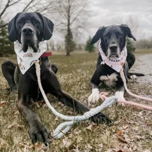 Dog Rope Dog Leash and Dog Collar Set - Classic Rainbow