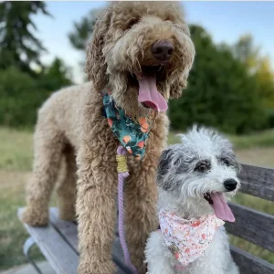 Dog Rope Dog Leash and Dog Collar Set - Cotton Candy