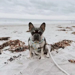Dog Rope Dog Leash - Mint To Be