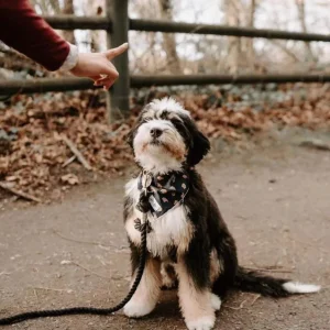 Dog Rope Dog Leash - Rainbow Vibes