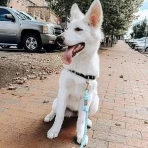 Dog Rope Dog Leash - Teal