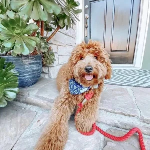 Dog Rope Dog Leash - Victoria