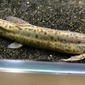 Dojo Loach