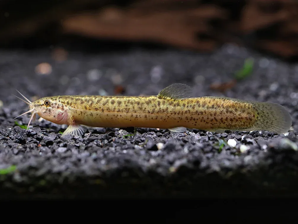 Dojo Loach (Misgurnus anguillicaudatus) – Tank-Bred - Image 2