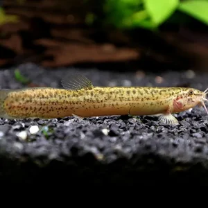 Dojo Loach (Misgurnus anguillicaudatus) – Tank-Bred