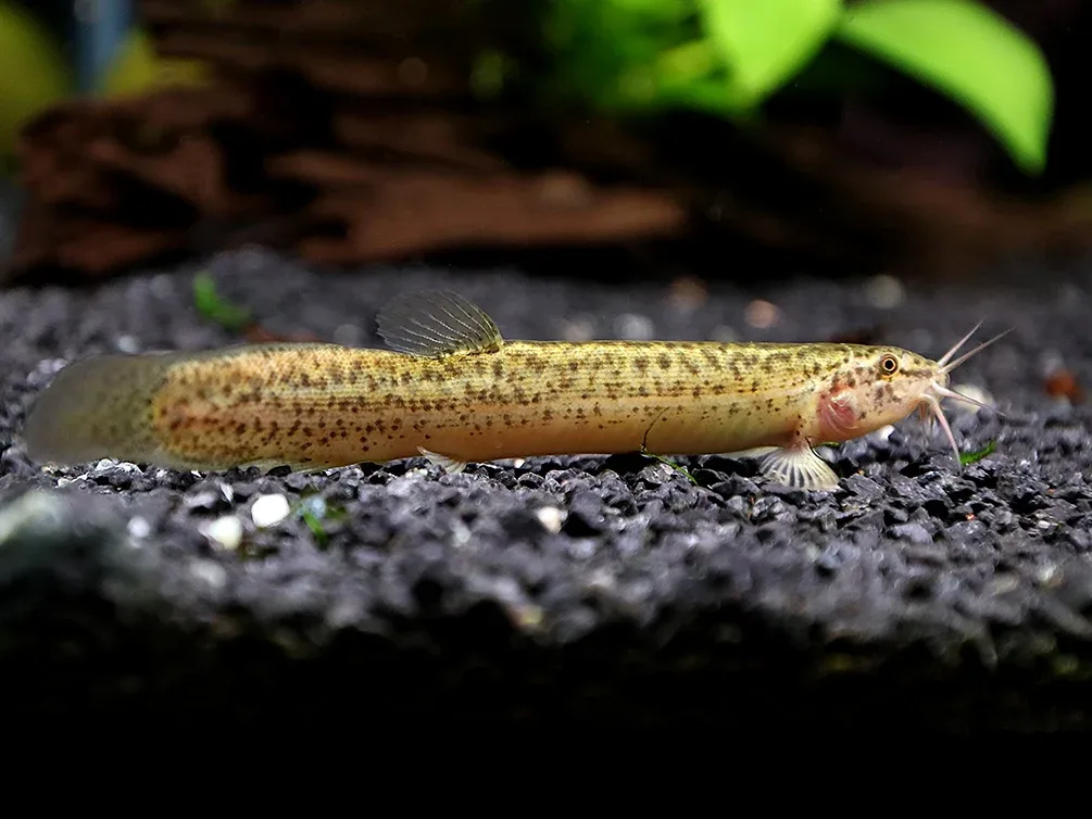 Dojo Loach (Misgurnus anguillicaudatus) – Tank-Bred