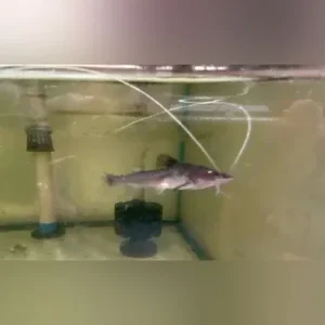 Dorado Catfish