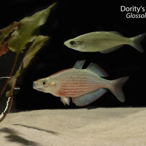 Dority's Rainbowfish