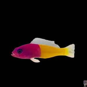 Dottyback - Bicolor