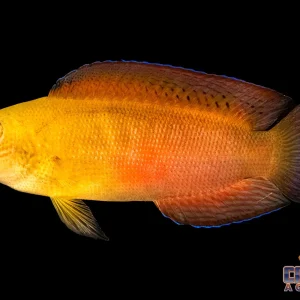 Dottyback - Damperia