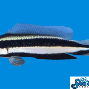 Dottyback - Striped T.R.
