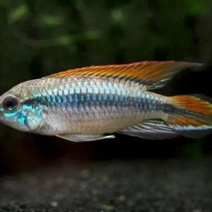 Double Red Agassizi's Dwarf Cichlid (Apistogramma cf. agassizii) - TANK-BRED!!!