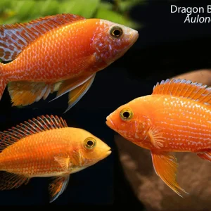 Dragon Blood Peacock