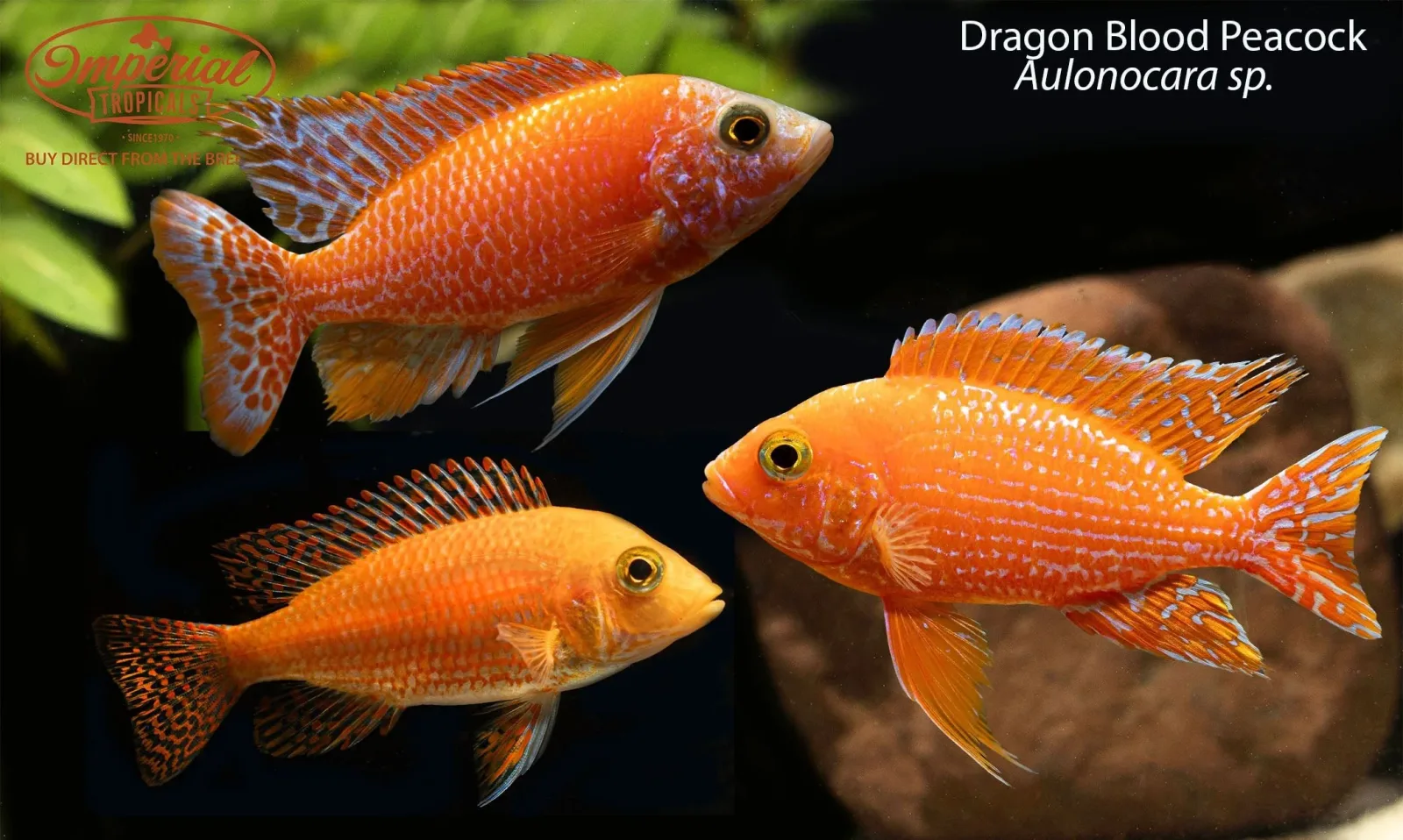 Dragon Blood Peacock