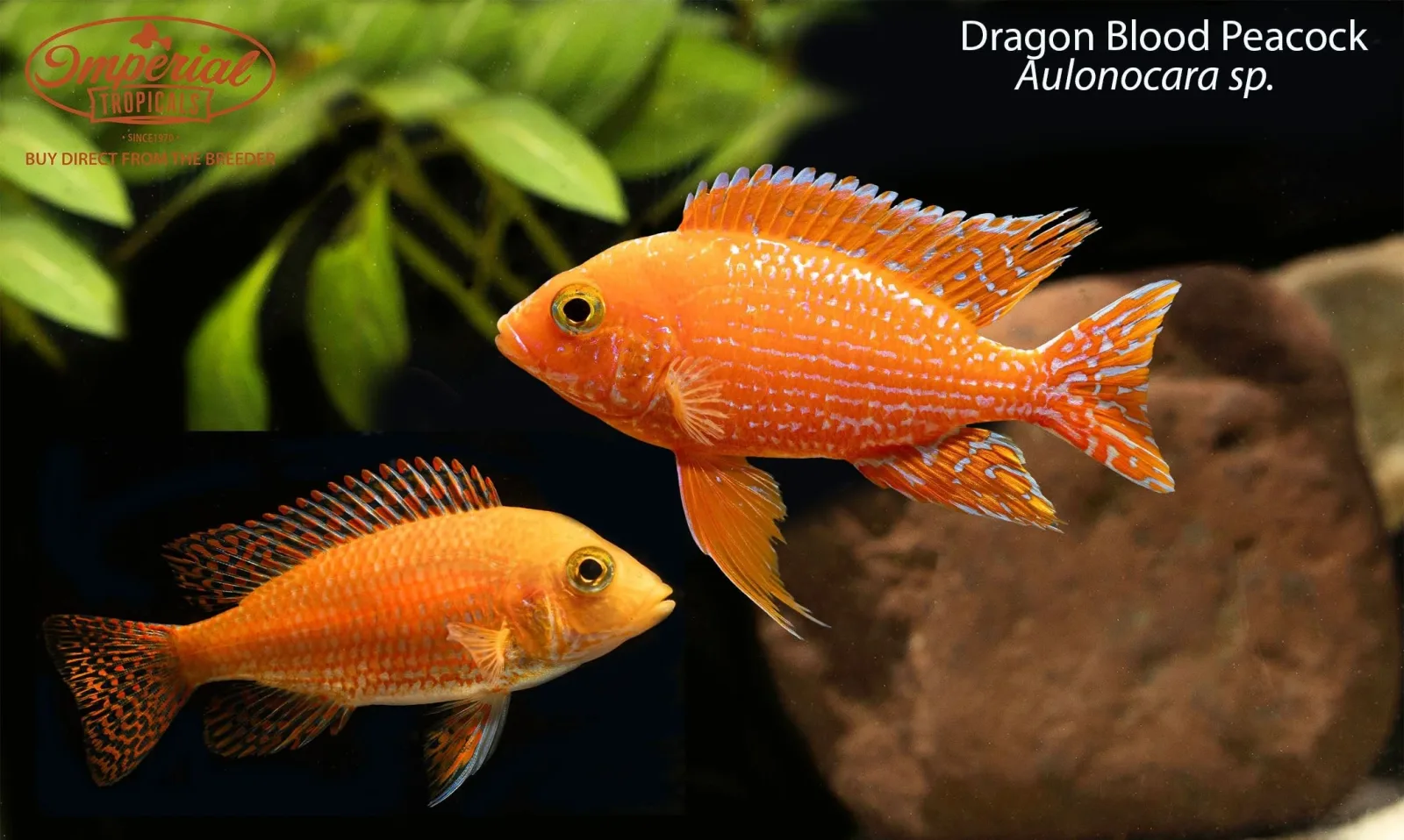 Dragon Blood Peacock - Image 2