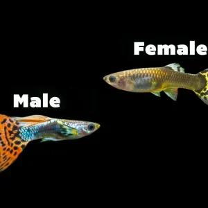 Dragon Mosaic Guppy (Poecilia reticulata), Tank-Bred