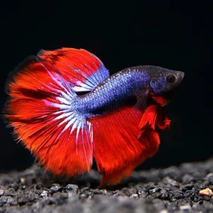 Dragon Super Delta Tail Betta (Betta splendens) - Tank Bred