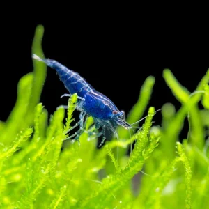 Dream Blue Velvet Shrimp Breeder Combo Box