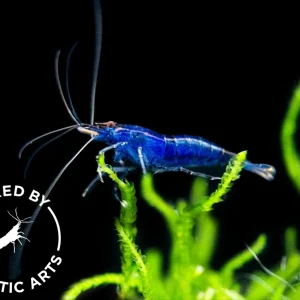 Dream Blue Velvet Shrimp (Neocaridina davidi), BREDBY: Aquatic Arts