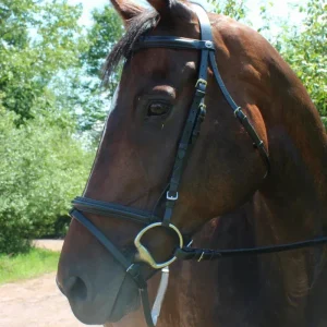 Dressage Bridle - Henri de Rivel Pro Padded Dressage Bridle with Removable Flash and Web Reins