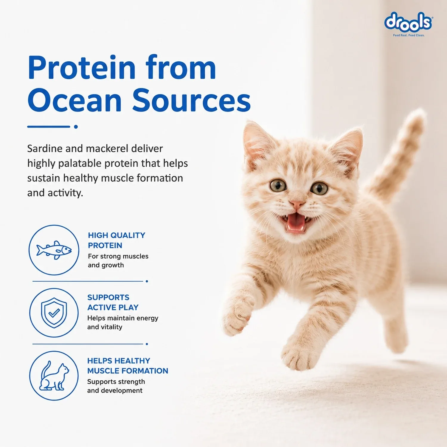Drools Ocean Fish Kitten Cat Dry Food - Image 2