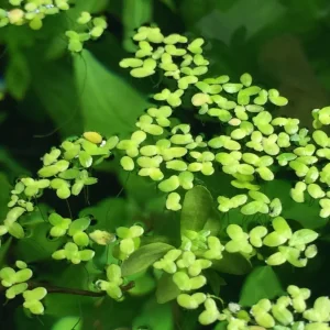 Duckweed (Lemna minor)