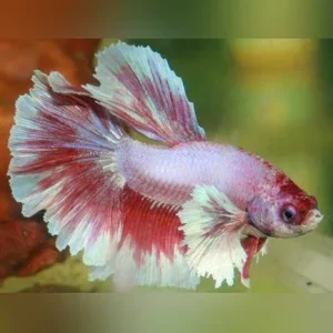 Dumbo Ear Betta Male Veil Tail
