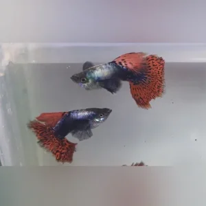 Dumbo Ear Guppy – Male