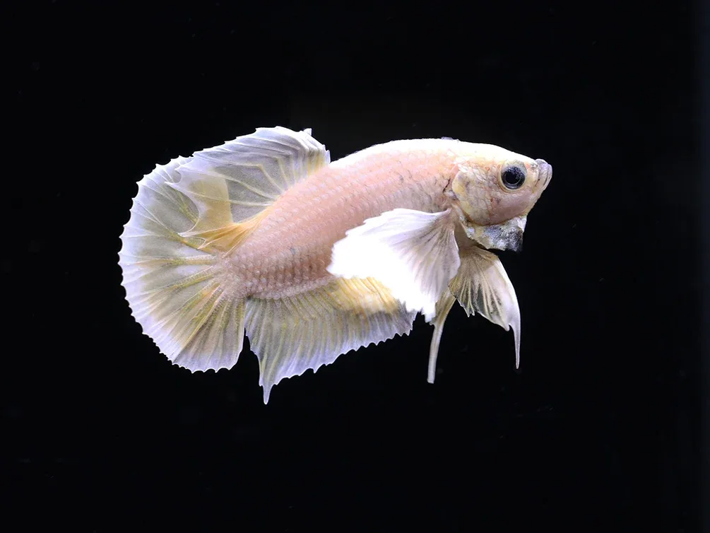 Dumbo Ear Halfmoon Plakat Male Betta (Betta splendens) - Tank Bred - Image 2