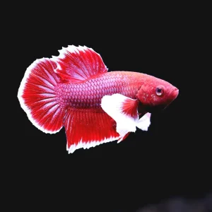 Dumbo Ear Halfmoon Plakat Male Betta (Betta splendens) - Tank Bred