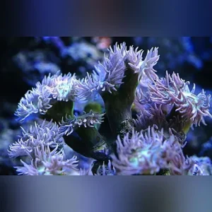 Duncan Coral