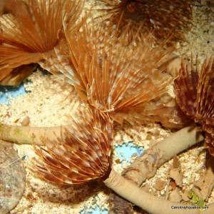 Duster - Feather