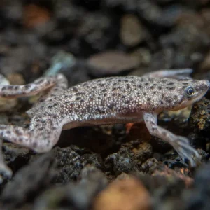 Dwarf African Frog (Hymenochirus curtipes), Tank-Bred
