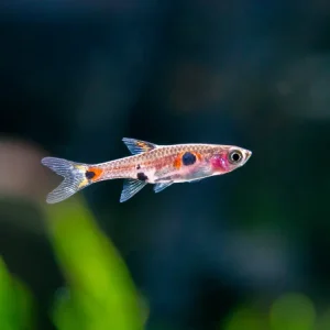 Dwarf AKA Pygmy Rasbora (Boraras maculatus)