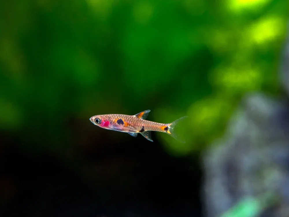 Dwarf AKA Pygmy Rasbora (Boraras maculatus) - Image 2