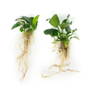 Dwarf Anubias (Anubias nana) Bare Root - 2 to 5 inches tall
