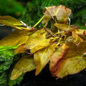 Dwarf Aquarium Lily (Nymphaea stellata), Bulb