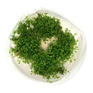 Dwarf Baby Tears (Hemianthus callitrichoides "Cuba") Tissue Culture