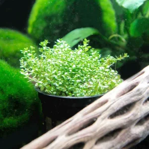 Dwarf Baby Tears Pot - Hemianthus callitrichoides