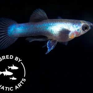 Dwarf Blue Panda Guppy (Poecilia reticulata), Bredby: Aquatic Arts