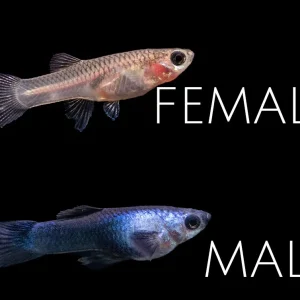 Dwarf Blue Panda Guppy (Poecilia reticulata), Tank-Bred!