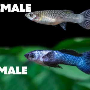 Dwarf Blue Panda Guppy (Poecilia reticulata), USA-Bred!