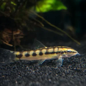 Dwarf Chain Loach/Botia (Ambastaia sidthimunki)
