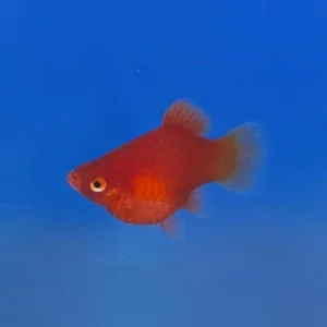 Dwarf Coral Red Platy
