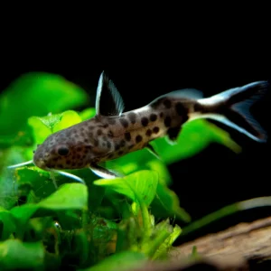 Dwarf Cuckoo AKA Leopard Catfish (Synodontis petricola), Tank-Bred