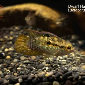 Dwarf Flag Cichlid