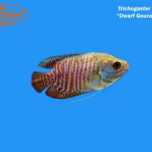 Dwarf Gourami