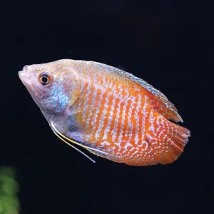 Dwarf Gourami (Trichogaster lalius) - Tank-Bred!