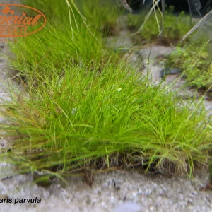 Dwarf Hairgrass