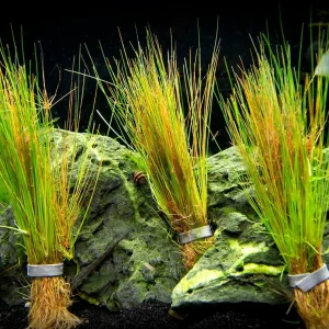 Dwarf Hairgrass (Eleocharis parvula)